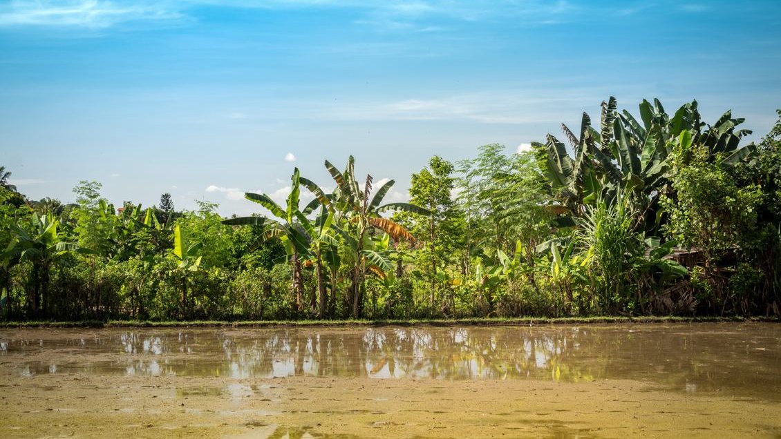 Fluss in Bali