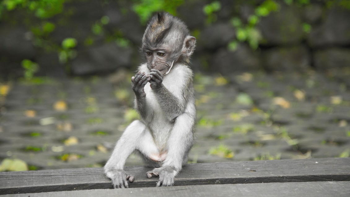 Affe auf Bali Indonesien