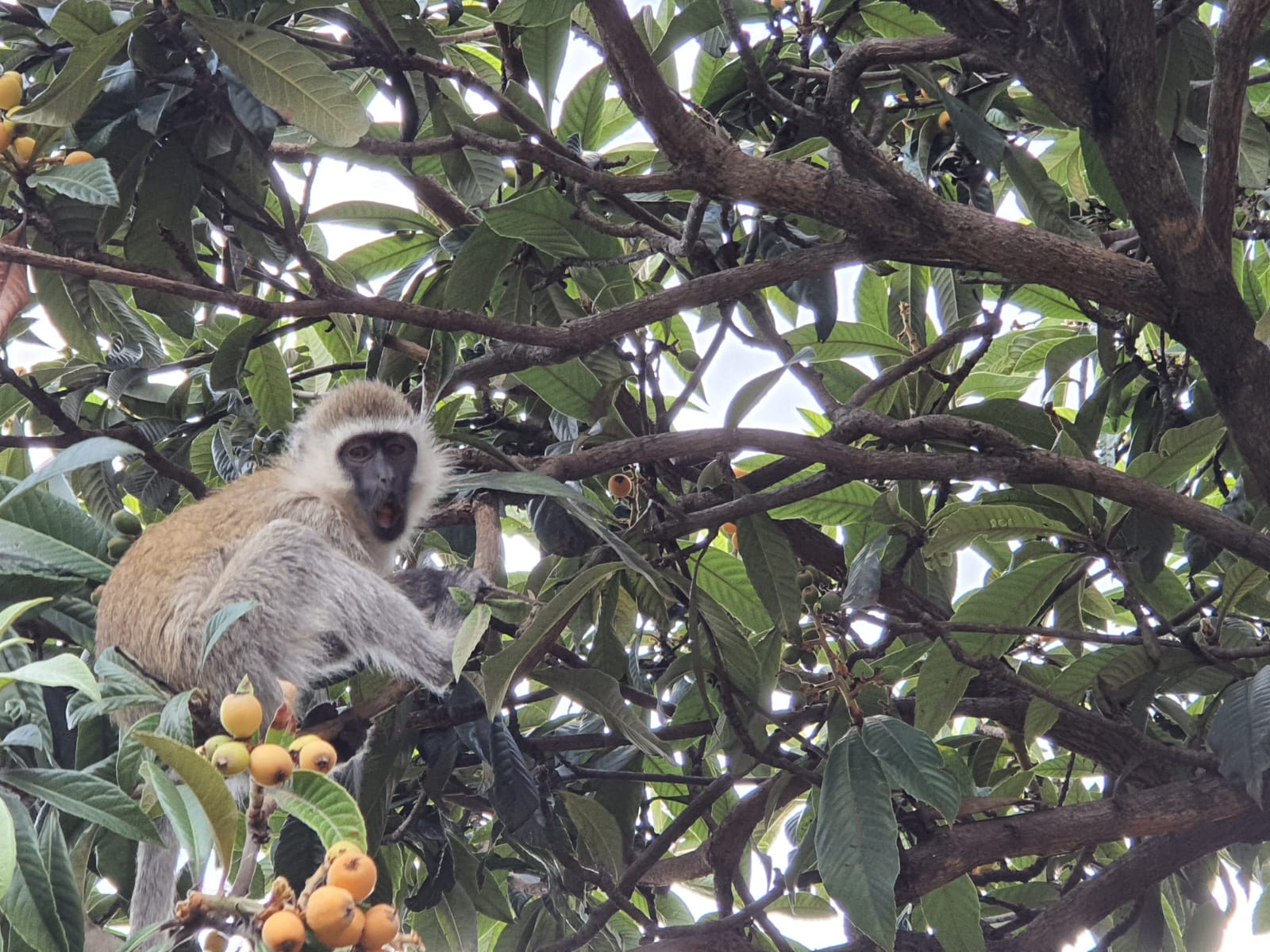 Questionnaire de Pivot Site de atelierplaisirdecrire2