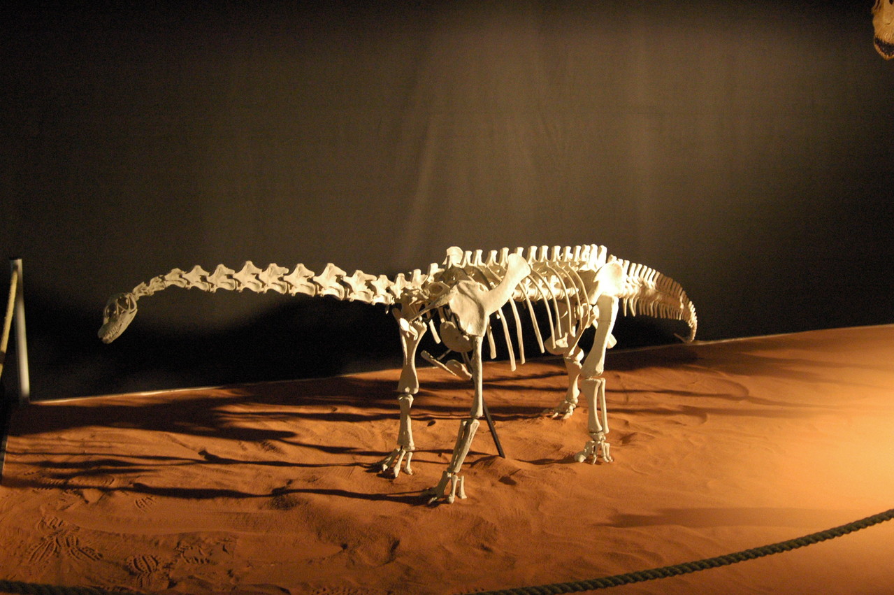 Spinophorosaurus im scale 1:10