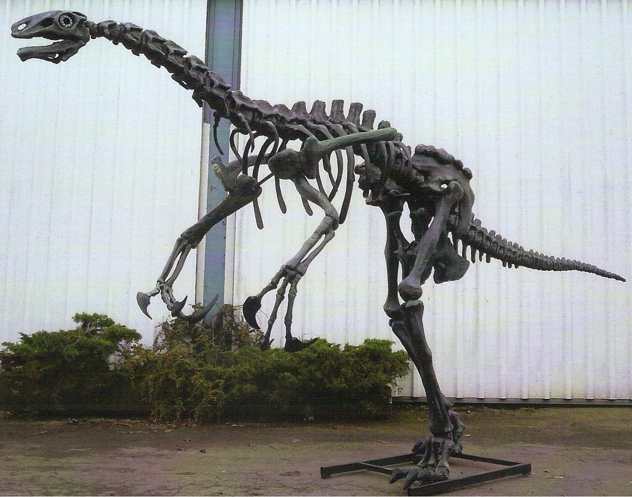 Dinosaur skeleton