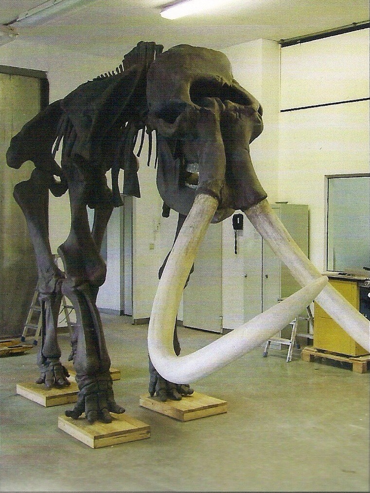 Mammut skeleton