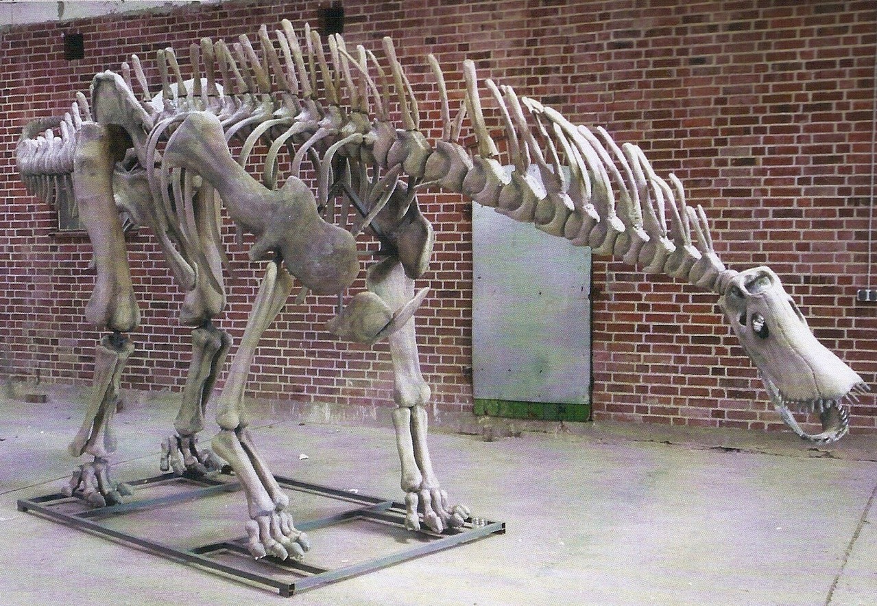 Dinosaur skeleton