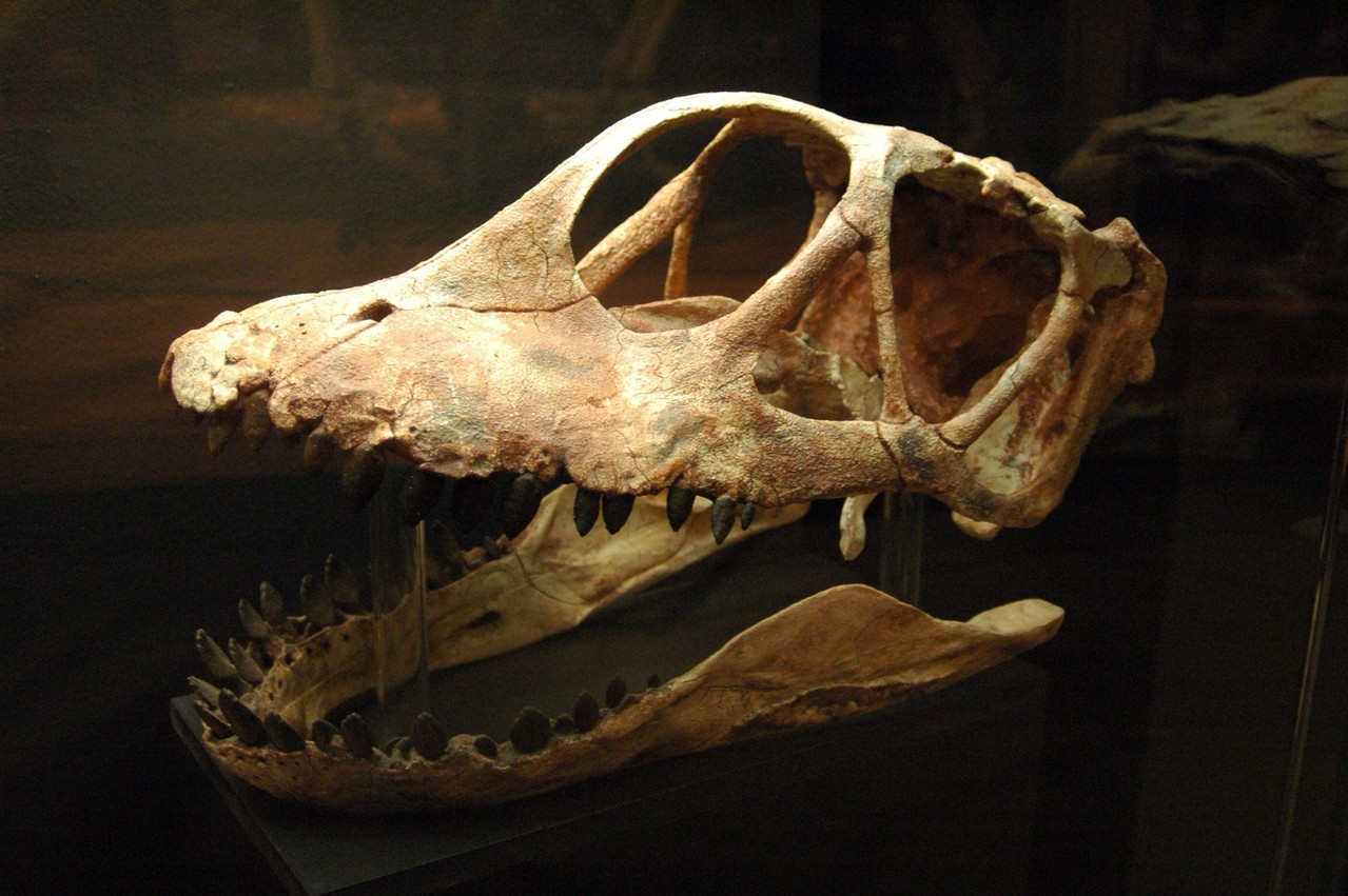 Scull from a Spinophorosaurus