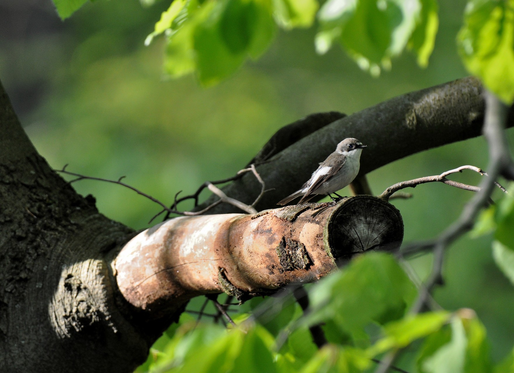 Trauerschnäpper - ein typischer Brutvogel