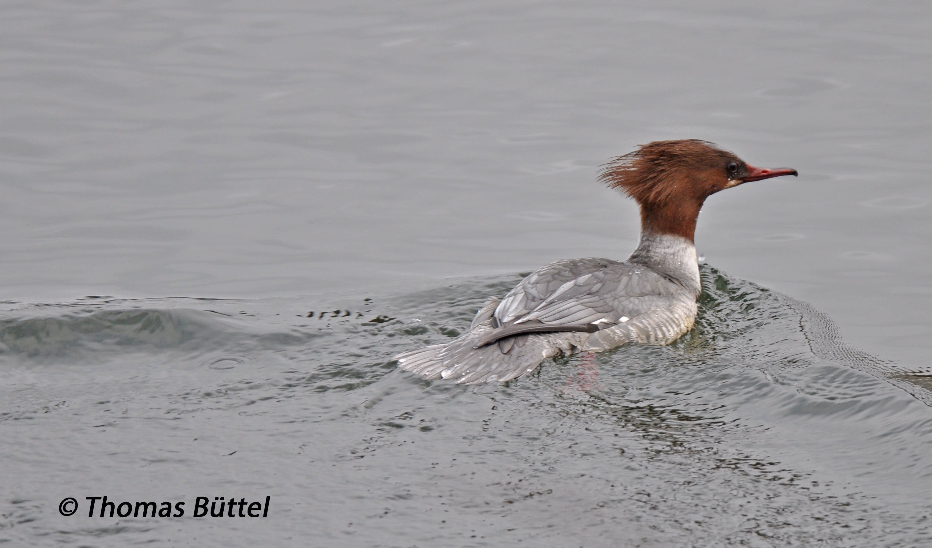 female Goosander