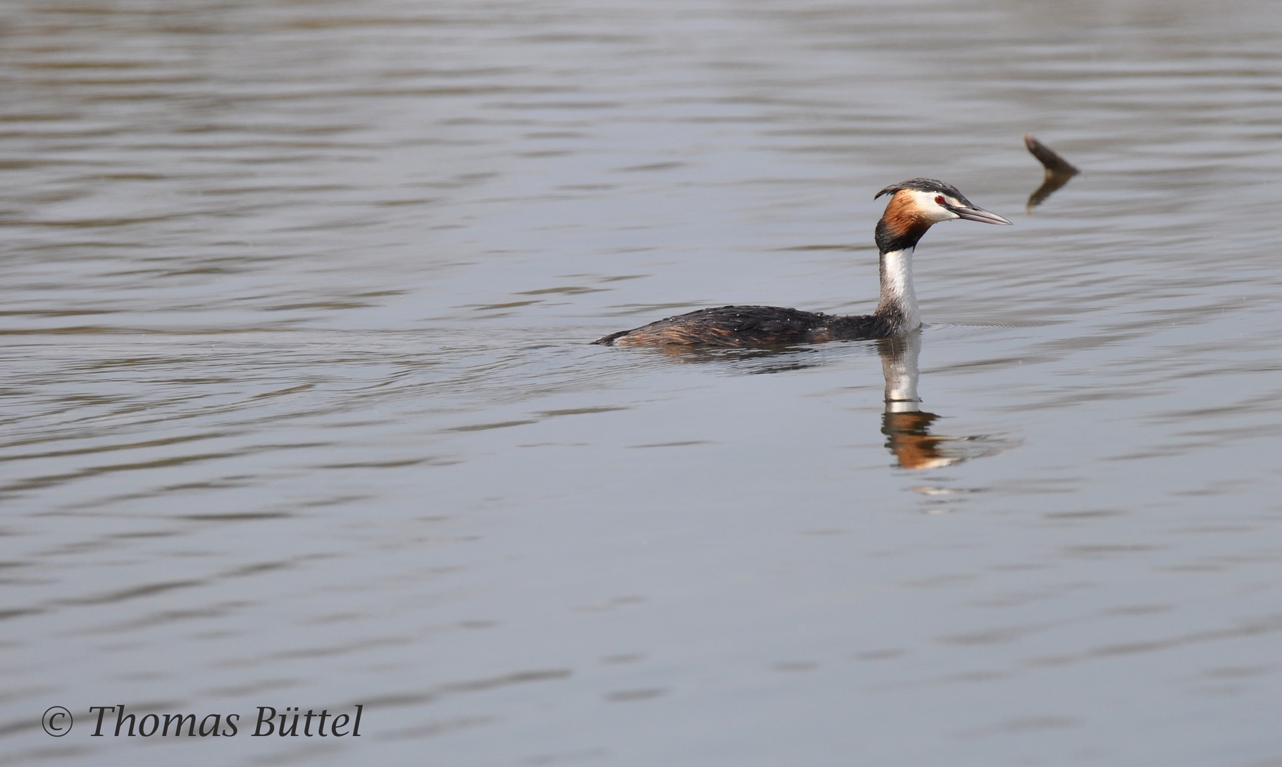 Great Crested Grebe