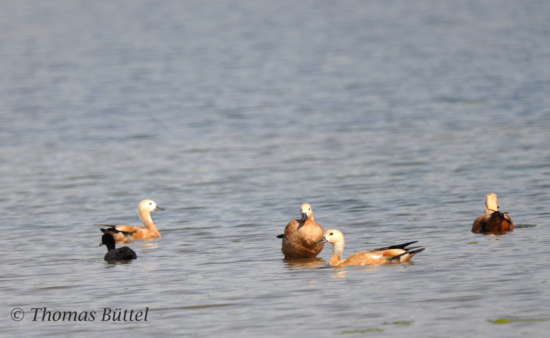 Ruddy Shelducks