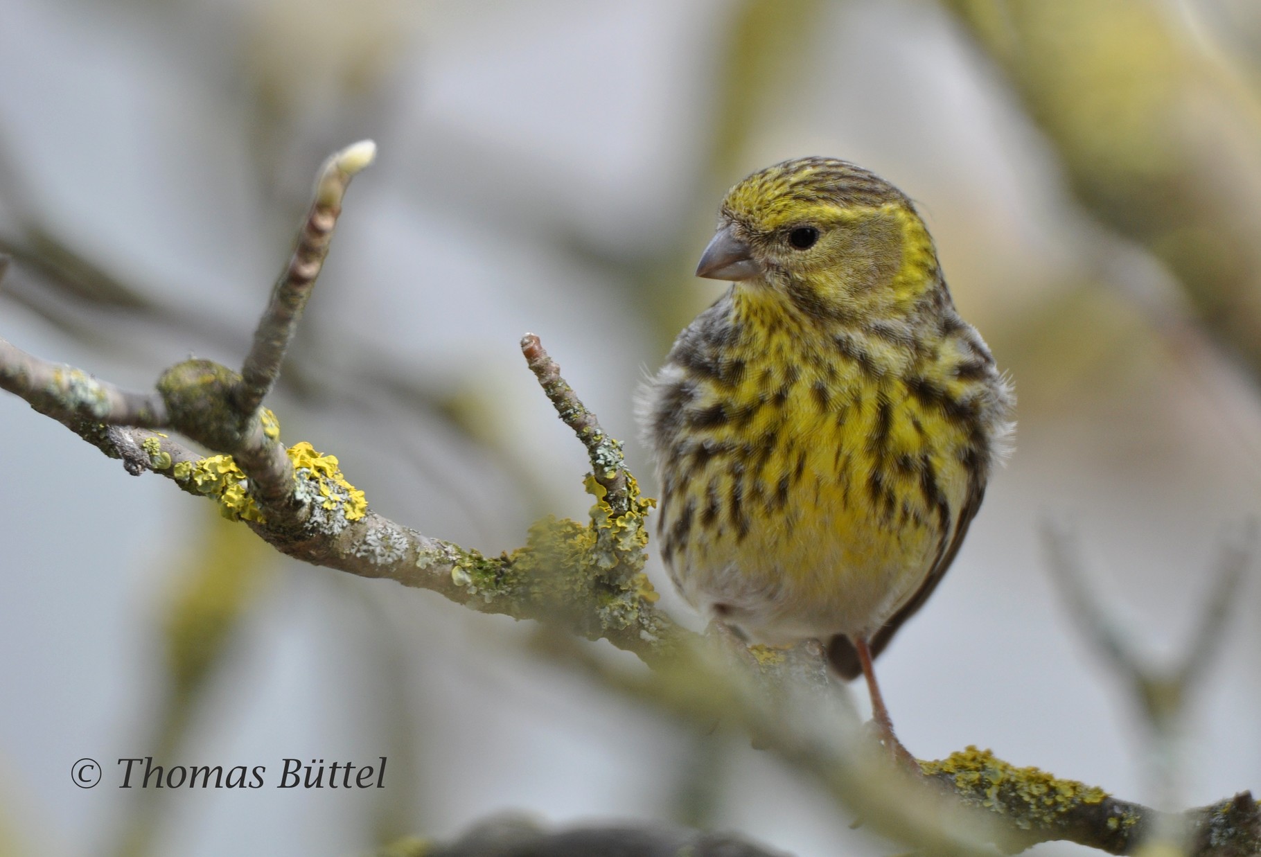 male Serin