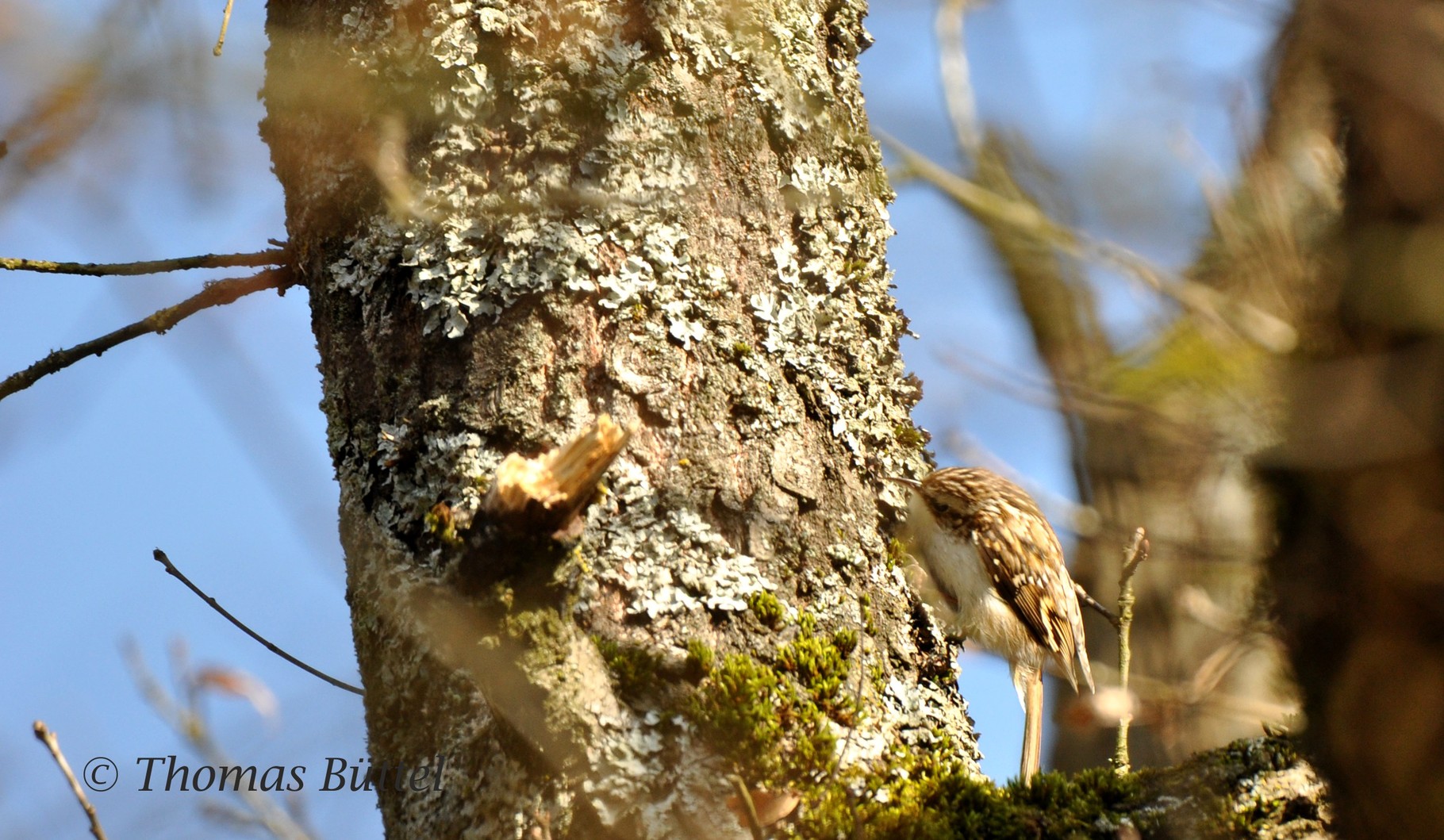 Eurasian Treecreeper