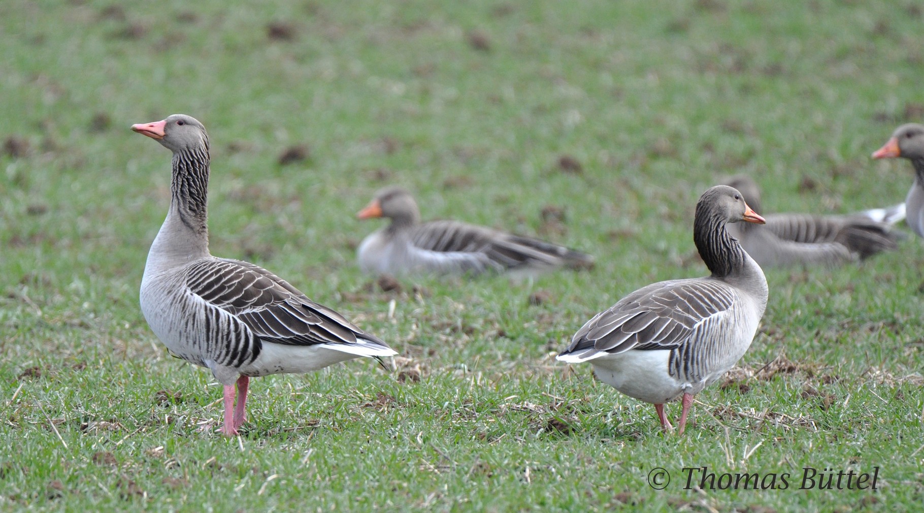 Greylags