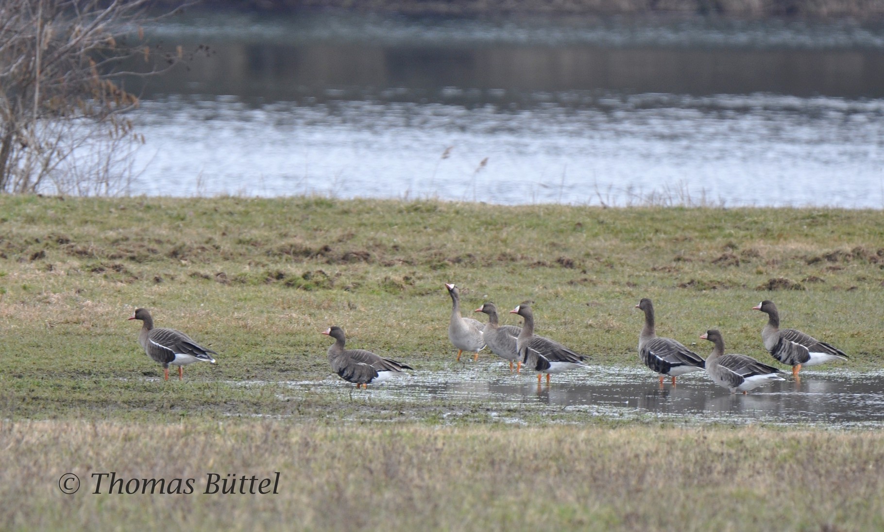 Greater White-fronted Geese