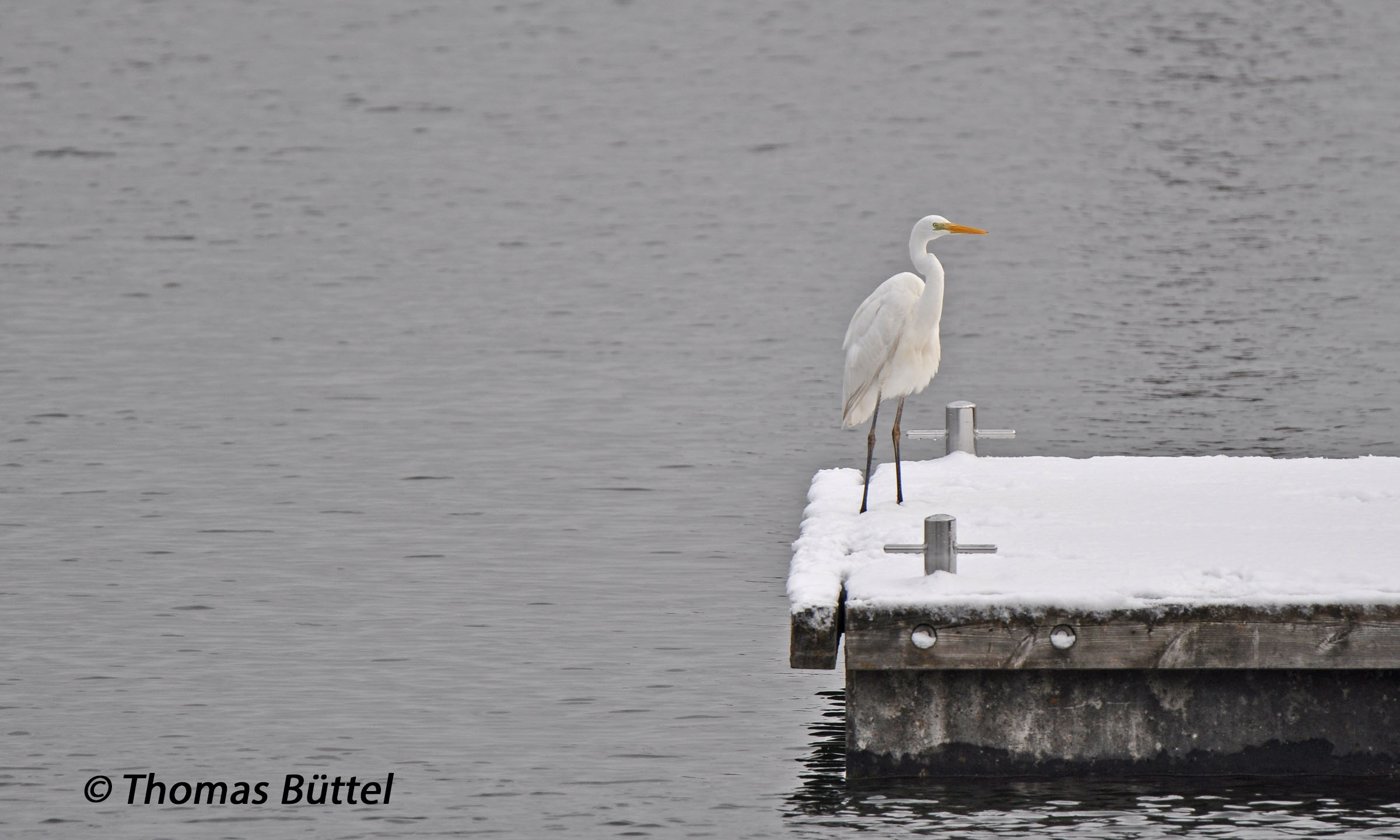 Great White Egret