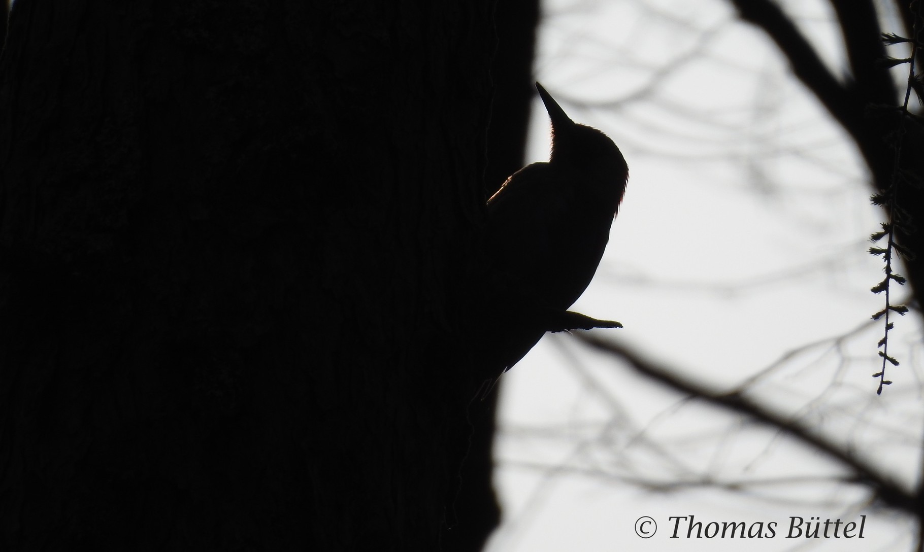 Green Woodpecker