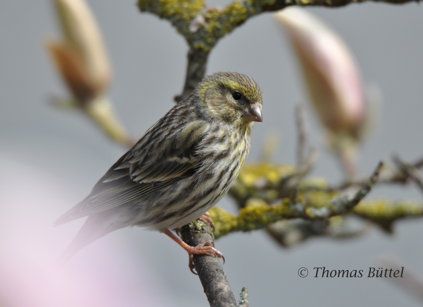 female Serin