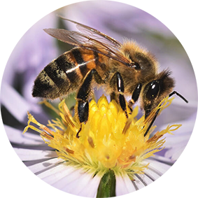 Apis mellifera