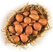 Huevos de Gallina