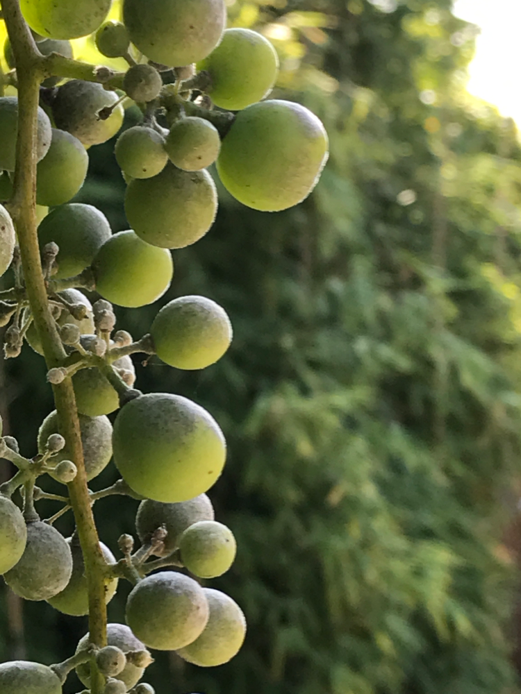 Weintrauben im August