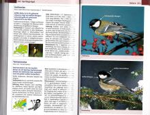 Was braucht man wenn man Vögel beobachten und erkennen möchte?