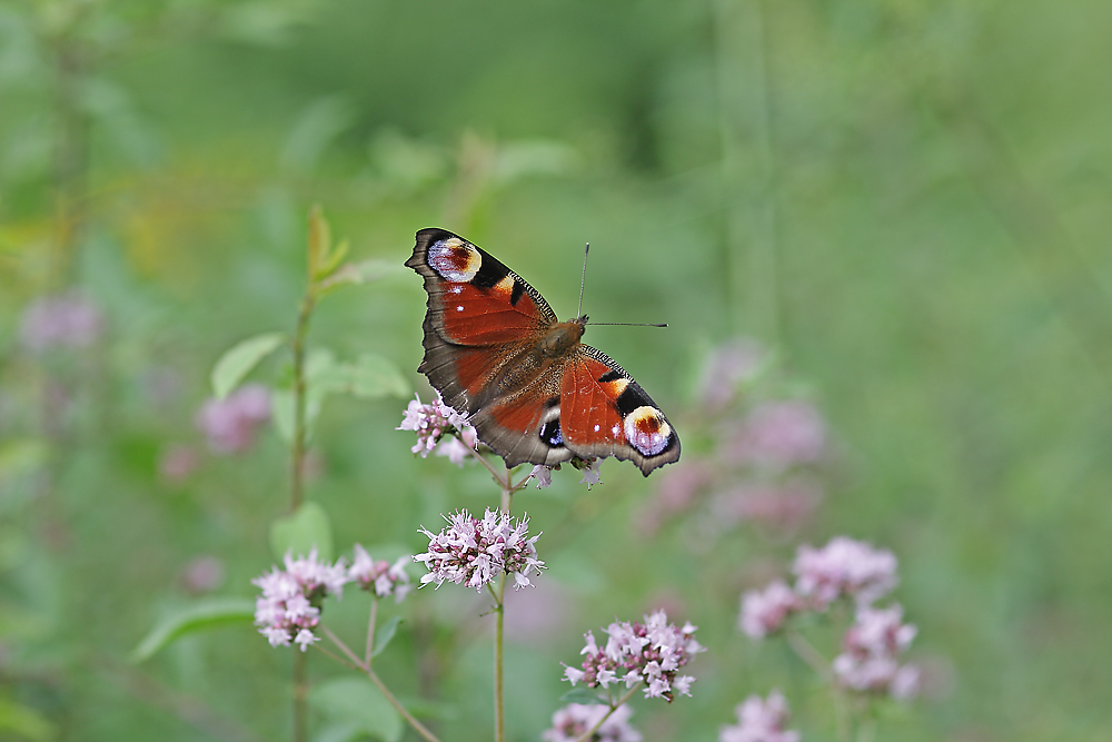 Tagpfauenauge an Oregano