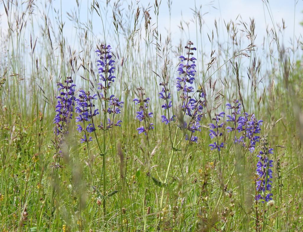 Wilde Wiese mit Wiesensalbei im NSG, Foto: Marion Zöller / NABU Euskirchen