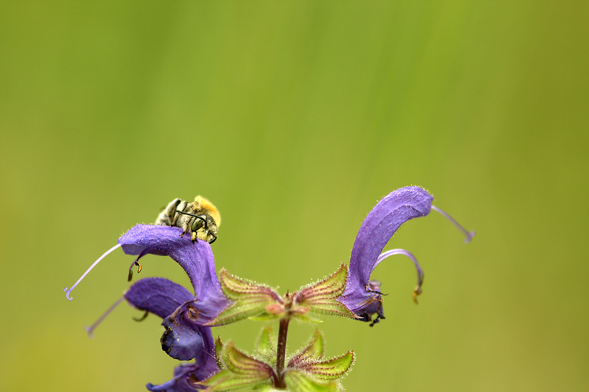 Wollbiene an Wiesensalbei