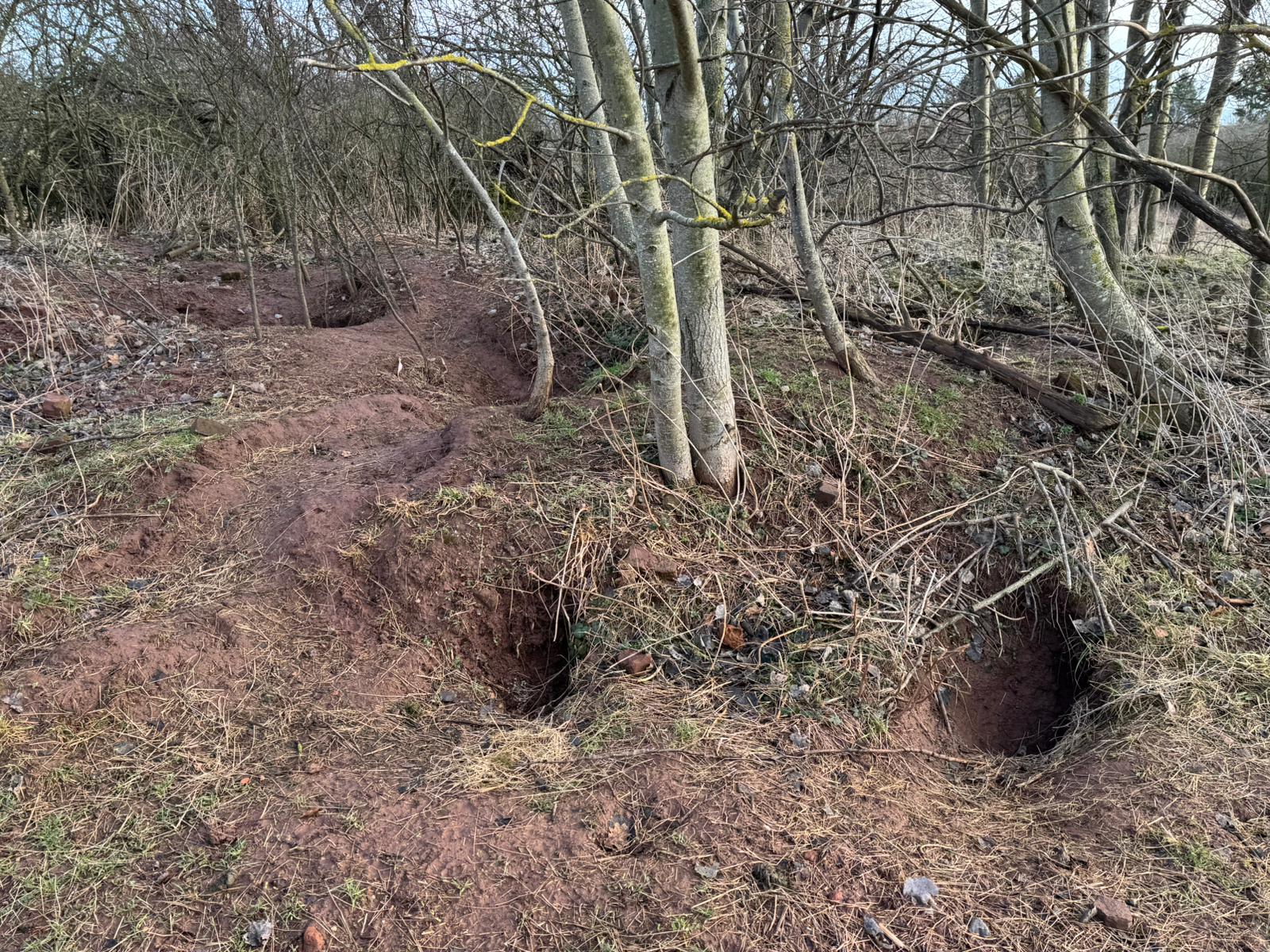 Dachsbauten