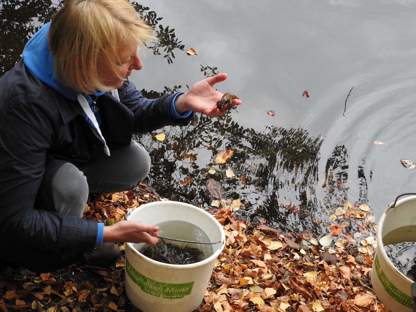 das Edelkrebs-Projekt unterstützen