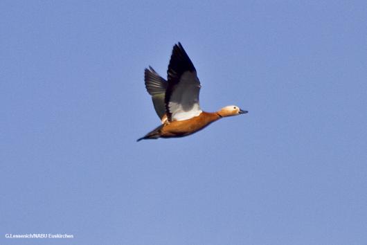 Foto: NABU/Günter Lessenich Rostgans-Männchen mit deutlichem schwarzen Halsring. Flug über den Zülpicher See