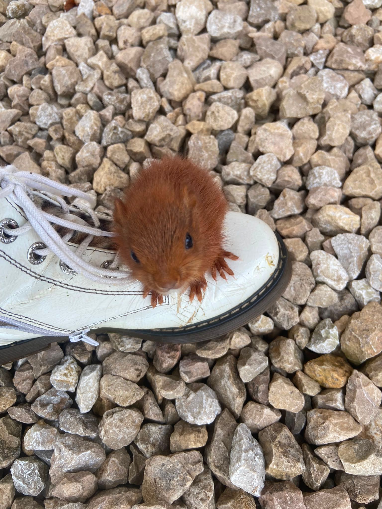 Junges Eichhörnchen, Foto: B.Langen