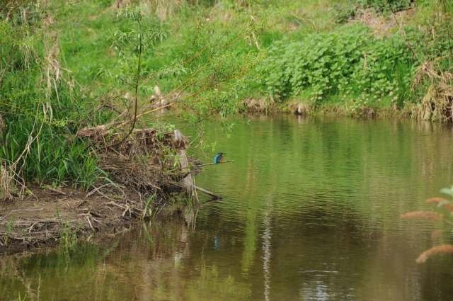 Der Eivogel konnte von den Teilnehmern am Bachufer der Erft beobachtet werden. Foto: Nicoline de Werth