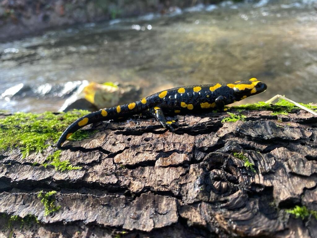 Feuersalamander