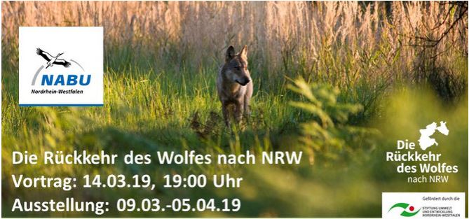 Die Rückkehr des Wolfes nach NRW