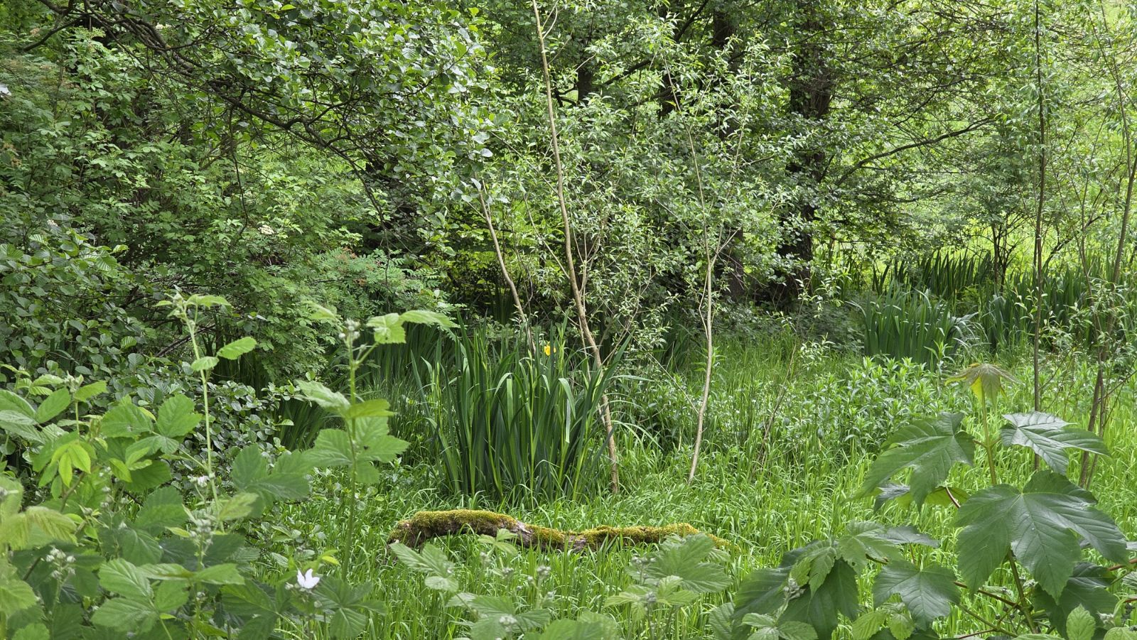 Artenreiche Wald- und Grünlandlebensräume in der Eifel, Foto: Claudia Rapp-Lange / NABU Euskirchen