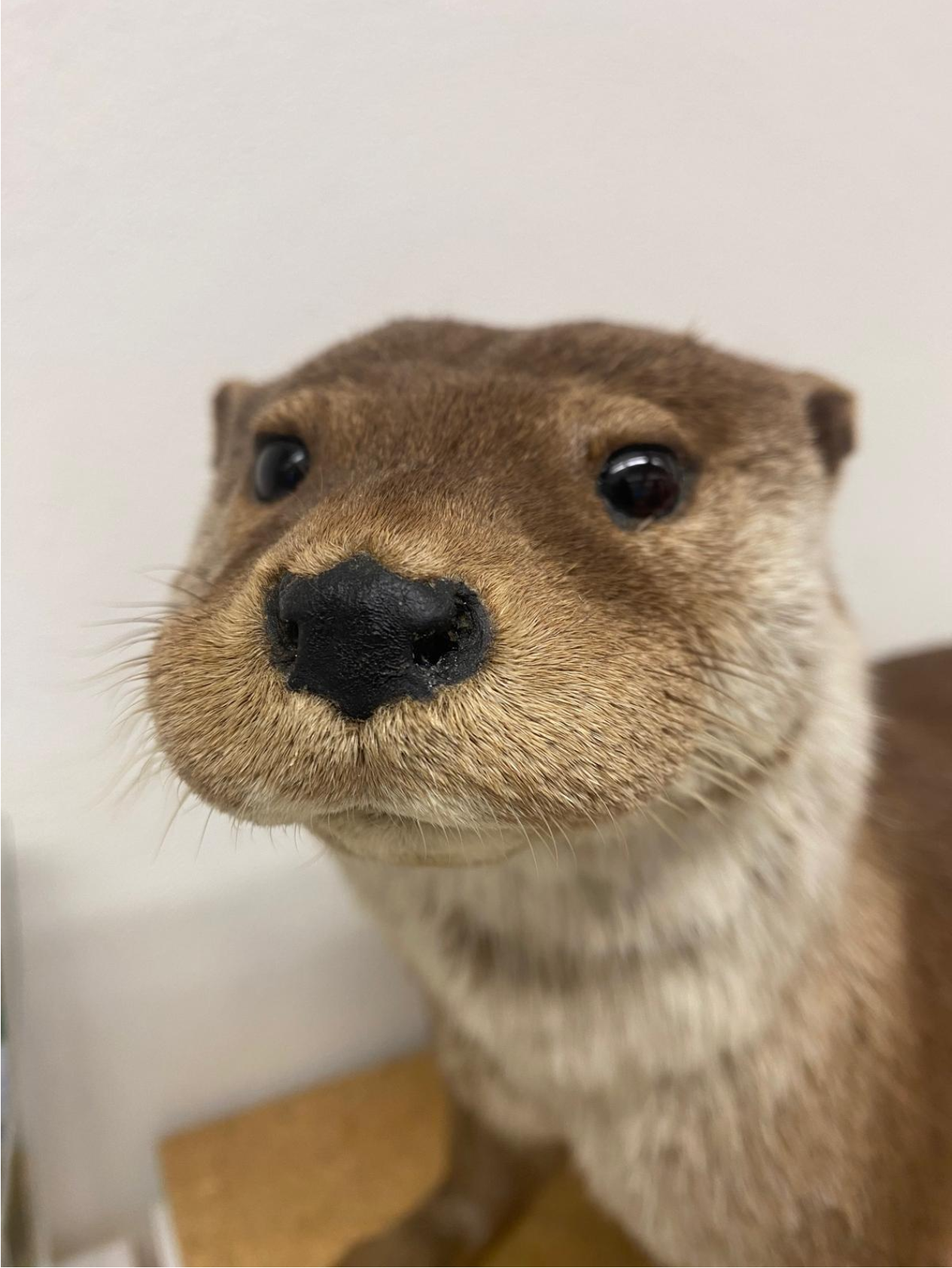 Fischotter (Leider ausgestopft)