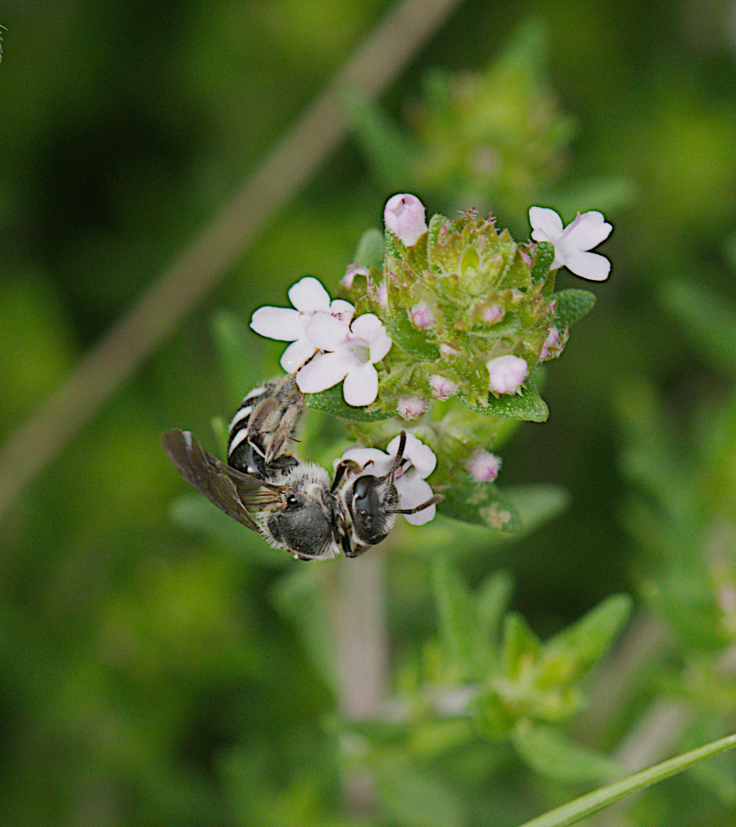 Mai: Glockenblumen-Schmalbiene (Lasioglossum costulatum) Foto: Burkhard Grebe
