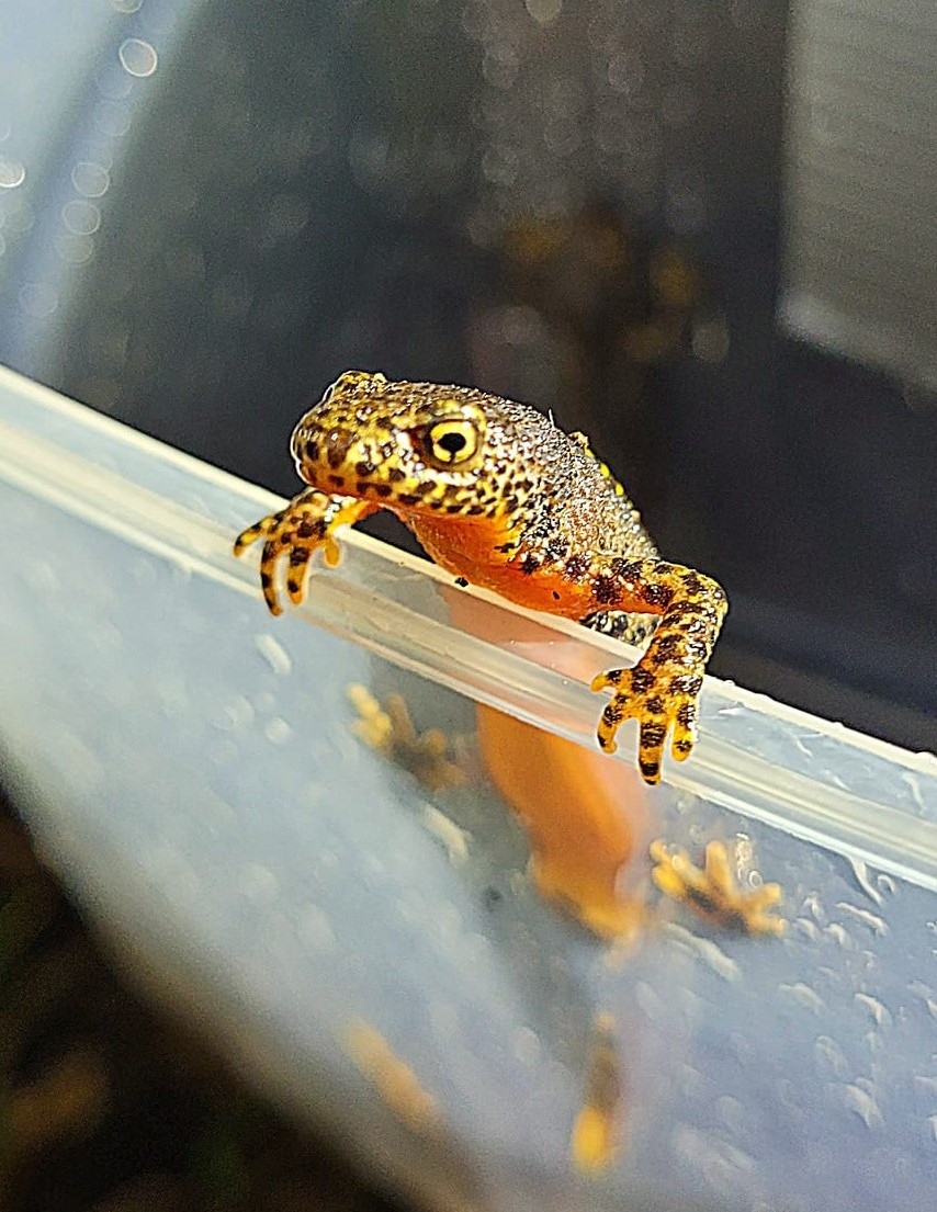 Bergmolch Foto: Silke Mora / NABU Euskirchen