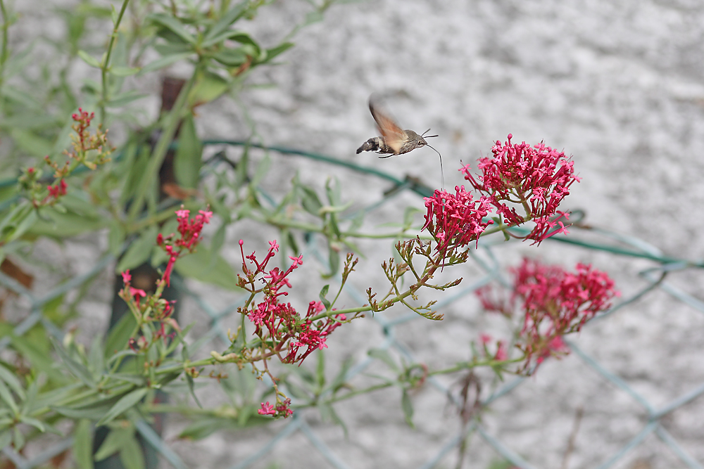 Taubenschwämzchen an Spornblume