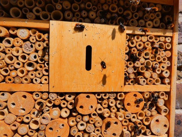Foto: Die gehörnte Mauerbiene