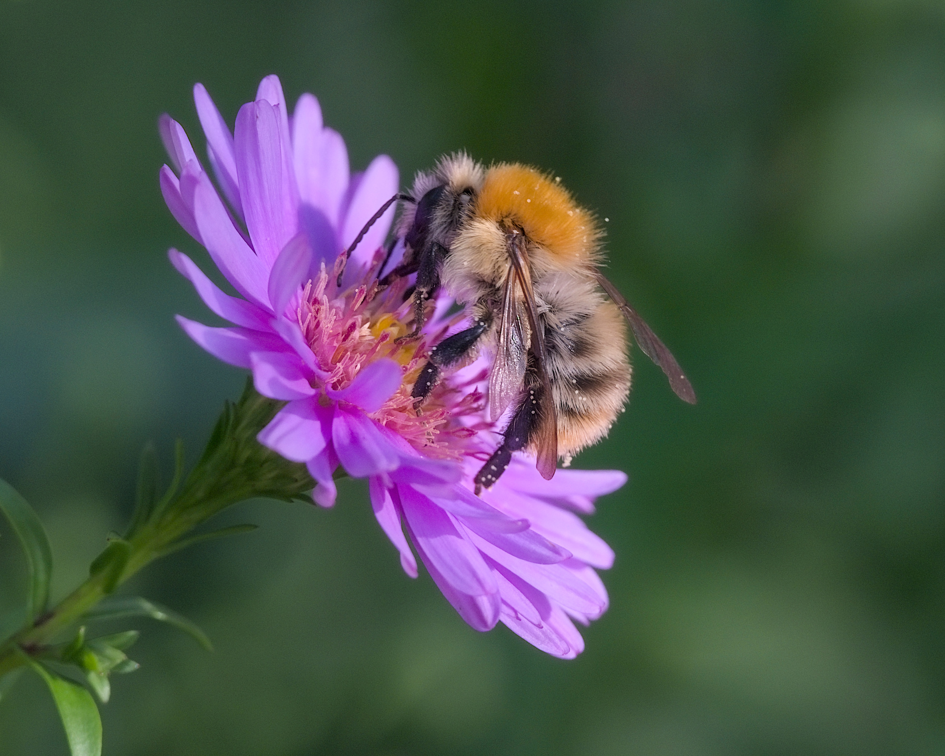 Oktober: Ackerhummel (Bombus pascuorum) Foto: Burkhard Grebe