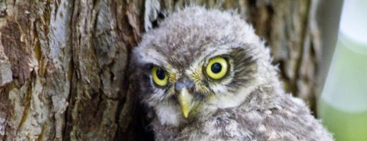 Foto: NABU(Günter Lessenich Der Steinkauz als charakteristischer Bewohner von Kopfweiden