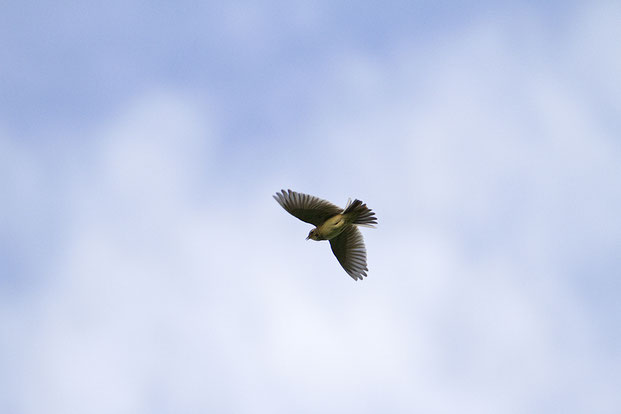 Flugbild einer Feldlerche ©Günter Lessenich