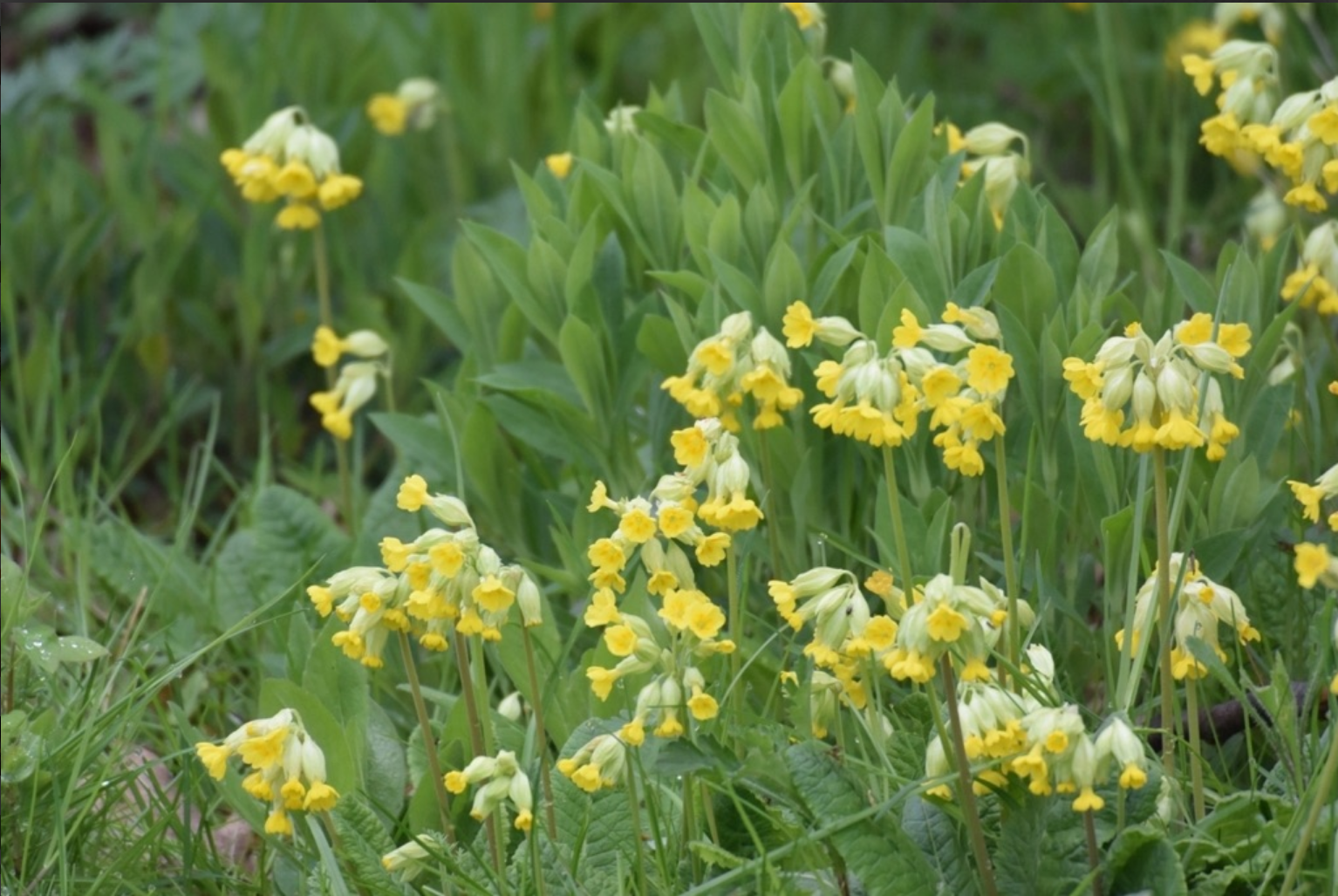 Wiesen-Schlüsselblume (Primula veris)