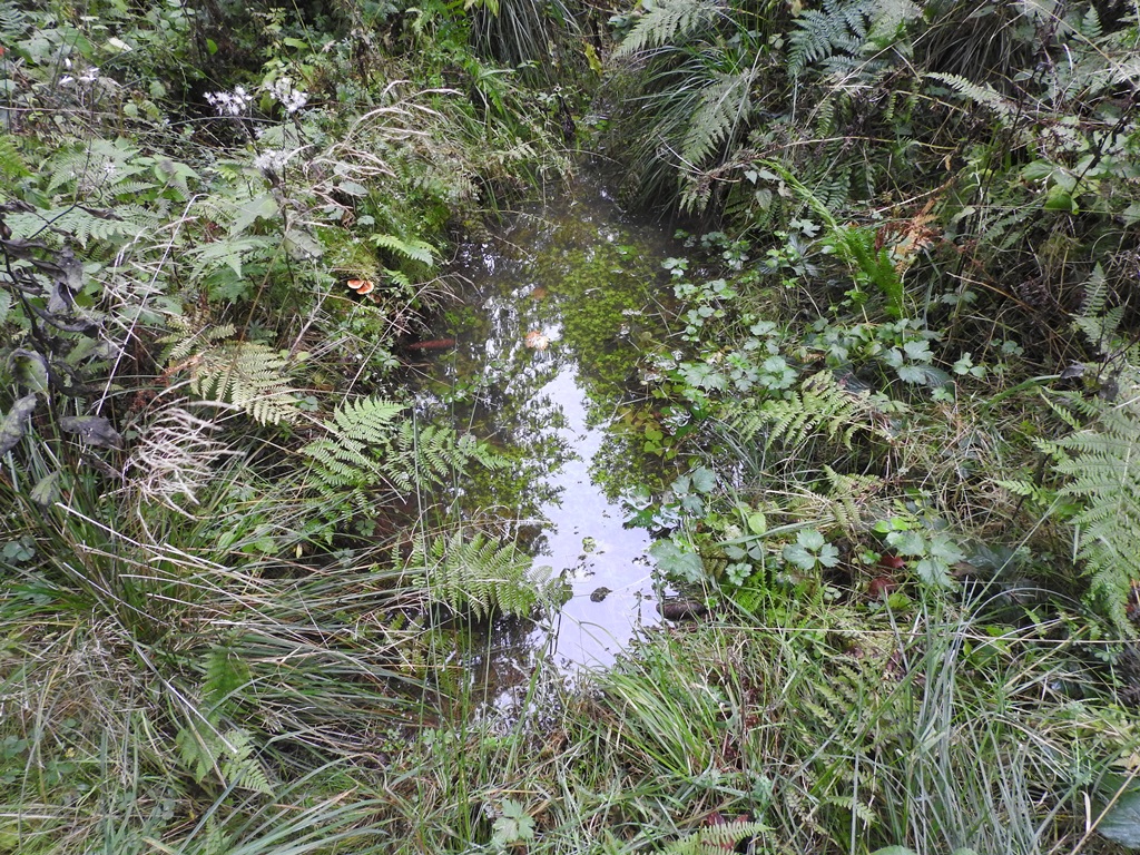 Amphibiengewässer in einem Auwald-Schutzgebiet Foto: Marion Zöller /NABU Euskirchen