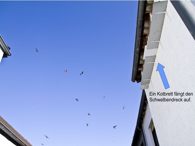 Bringen Sie am besten 60 cm unter den Nestern Kotbrettchen an. Foto: NABU/Günter Lessenich