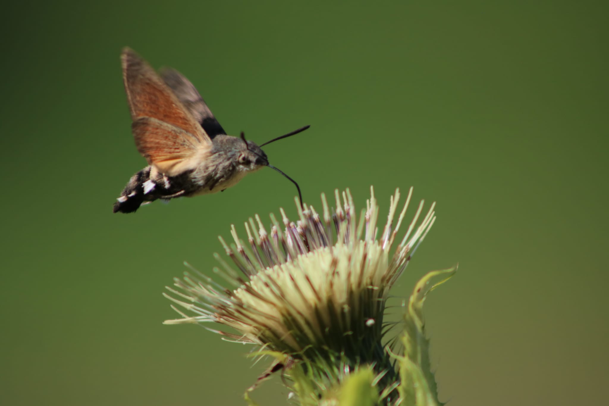 Oktober: Foto: Gerd Damaschke
