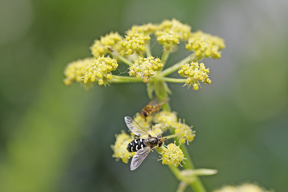 Schwebefliegen auf Liebstöckel