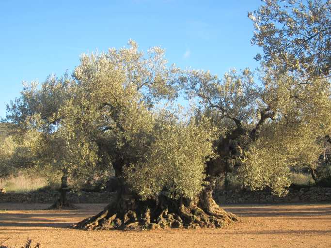 Les Terres de l’Ebre, a part de ser un territori declarat Reserva de la Biosfera, es caracteritza per tenir la concentració més gran d’oliveres mil·lenàries del món.