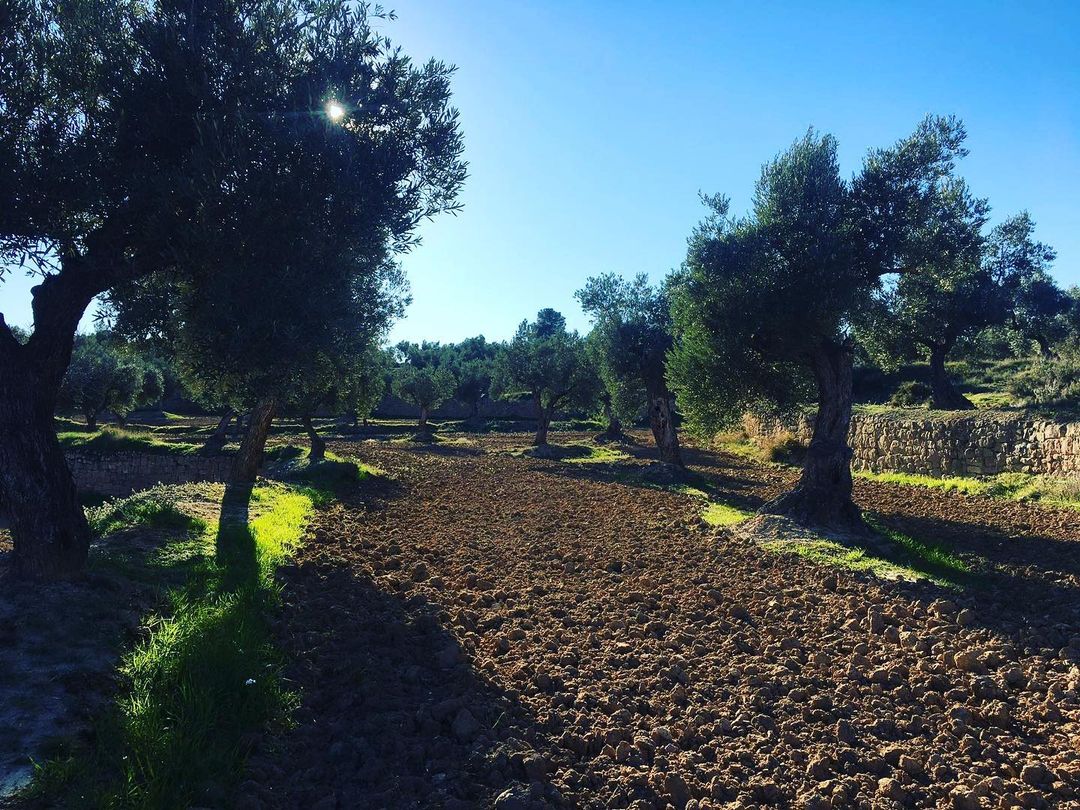 L'oliva empeltre va ser introduïda a la nostra regió pels grecs i fenicis fa més de 2.500 anys i, a causa de la gran qualitat que ofereix.