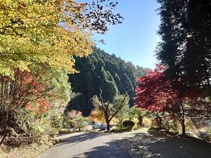愛知県設楽町和市にある山と紅葉樹の写真